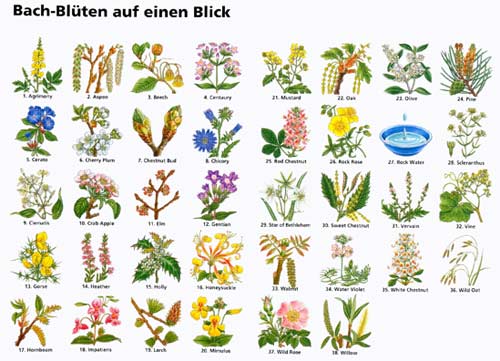 Blüten